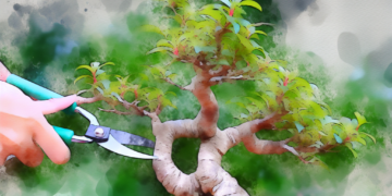 Como Realizar Técnicas de Poda para Manter seu Bonsai Saudável e Vigoroso 62385