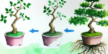 Como transformar uma muda comum em um belo bonsai 62448